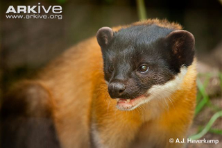 Illustration for article titled Monday Mustelid - Martes flavigula Edition
